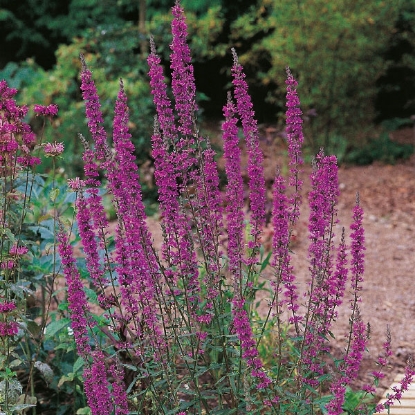 Picture of Herb Purple Loosestrife (Lythrum Salicaria)